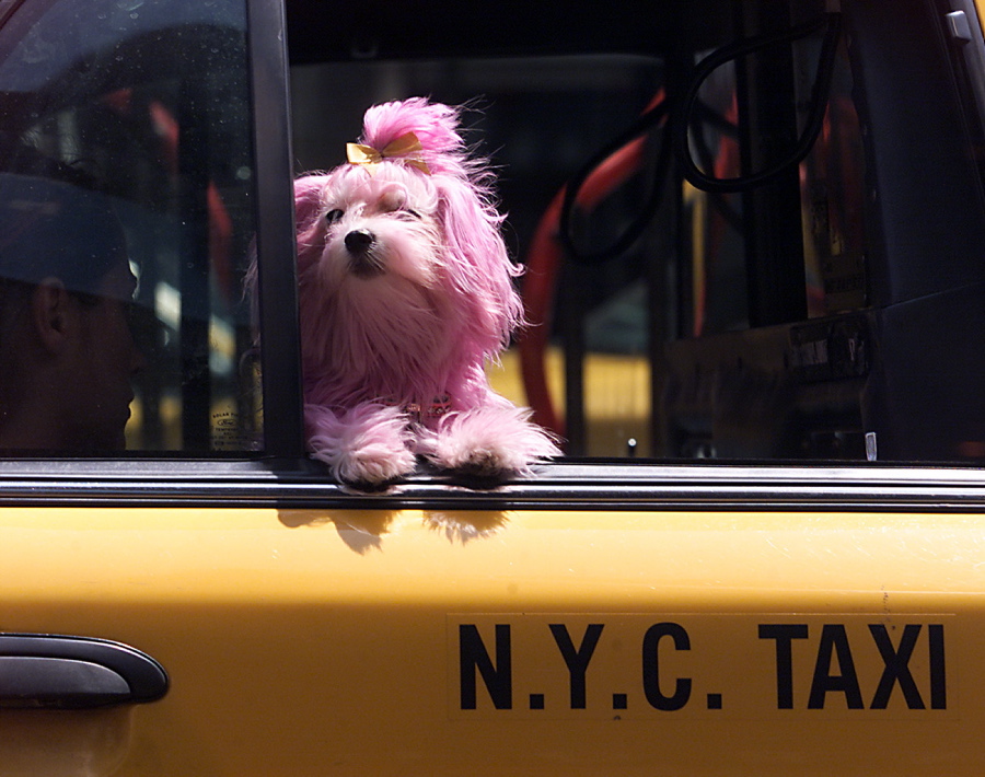 This dog looks pretty in pink as it gets some wind in its face thanks to a taxi.
